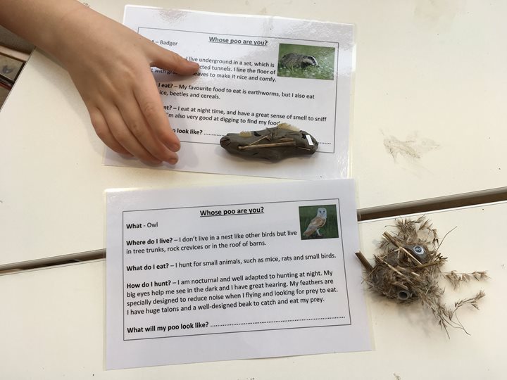 Bizarre Beasts - Family Event, Norfolk Wildlife Trust Cley Marshes, Coast Road. Venue is Salthouse Beach road, Cley, Norfolk, NR25 7SA | We will be dissecting owl pellets looking for bones. | Family, wildlife, explore, discovery